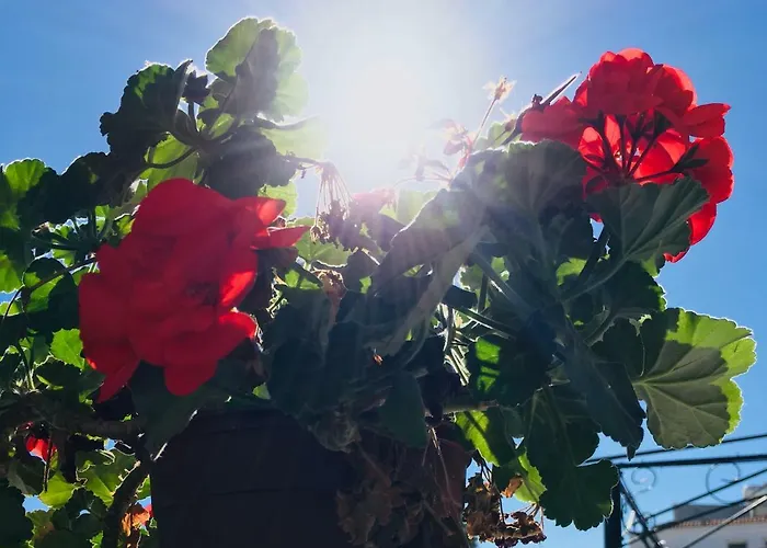 Nissi Elena A11 Daire