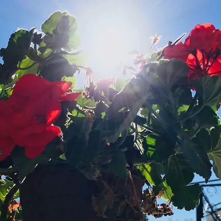 Nissi Elena A11 Appartamento